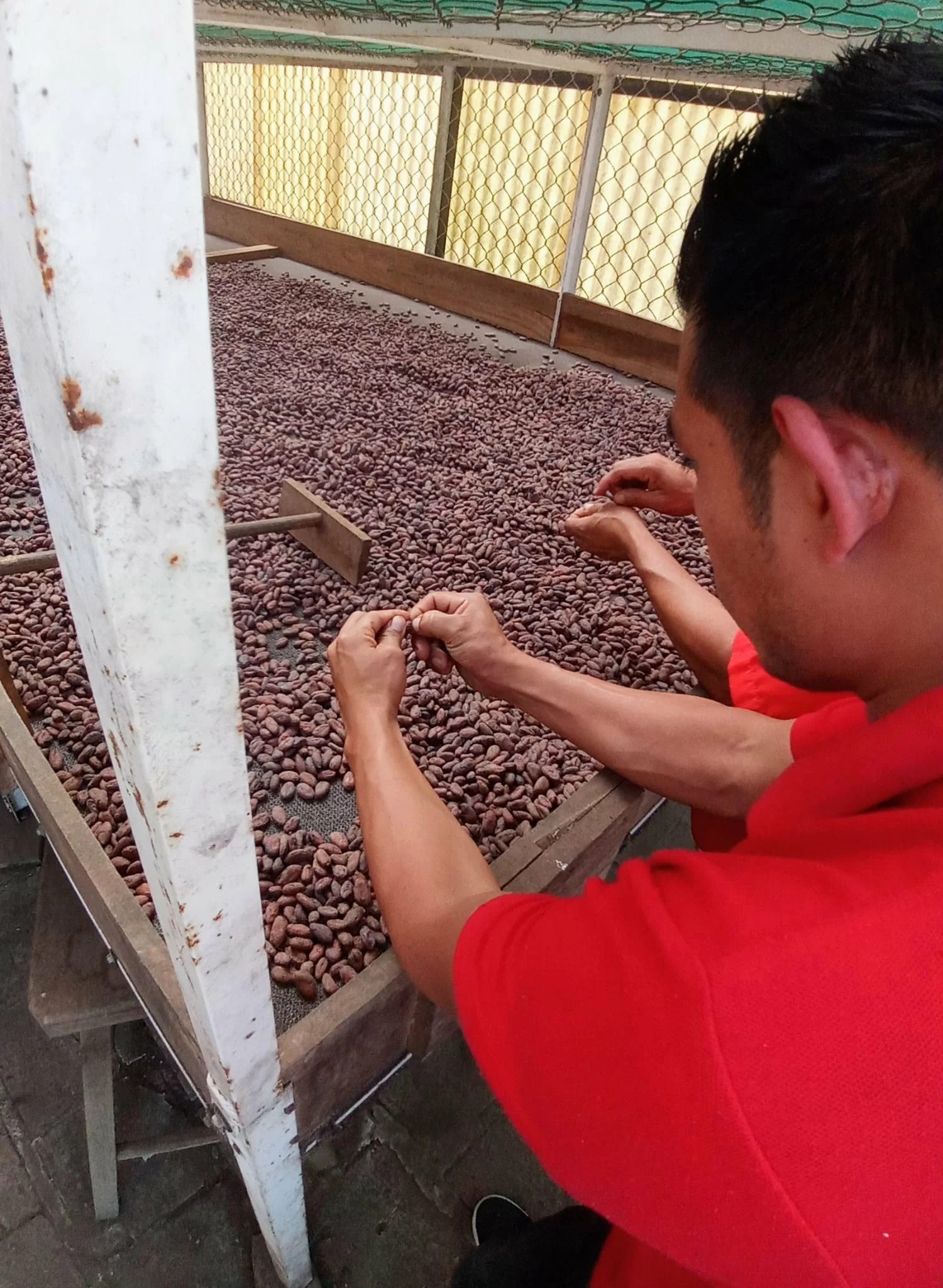 Cacao cultivation