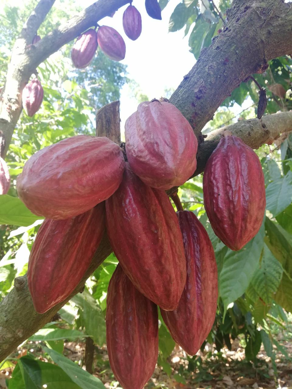 Cacao Immersion Workshop